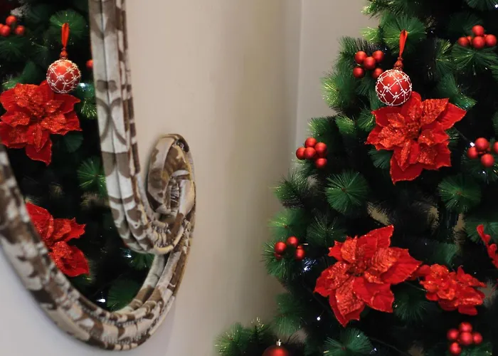 莫纳克酒店 地拉那